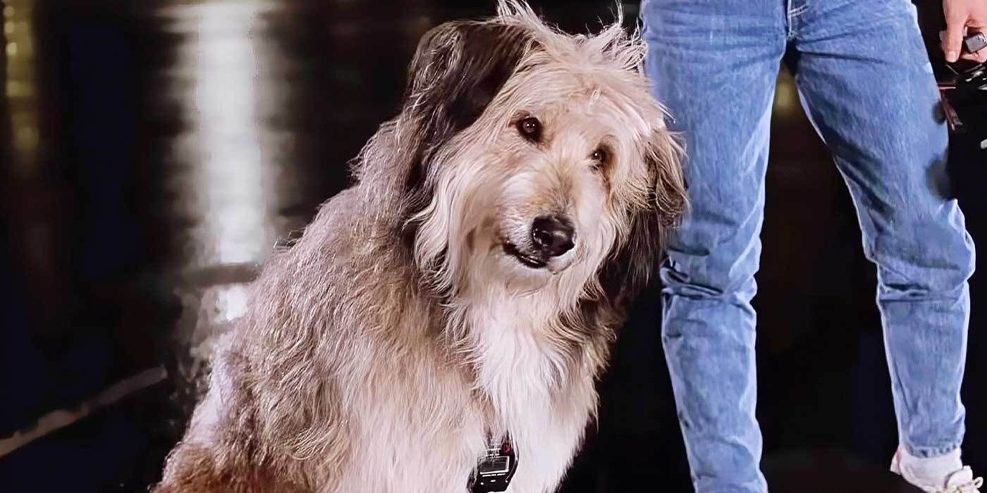 Einstein the dog in Back to the Future.