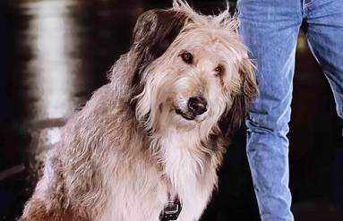 It's Your Last Chance to Watch the Greatest Sci-Fi Trilogy of All Time Einstein the dog in Back to the Future.