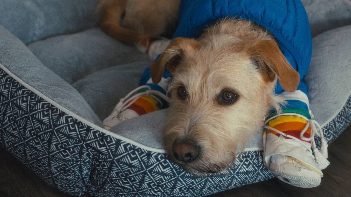Gus as Merv, lying down in his dog bed, wearing a jacket.