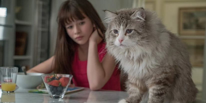 A girl looks at a cat sitting on the dining table