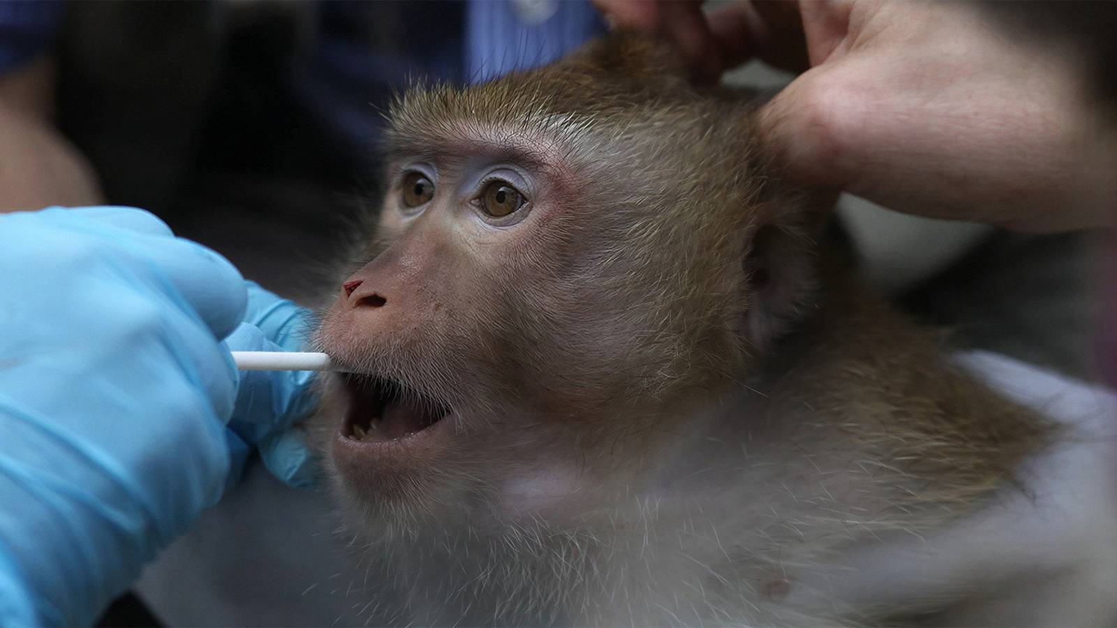 'Sentient' Review: A Hypocritical and Manipulative Animal Testing Doc That Has No Easy Answers