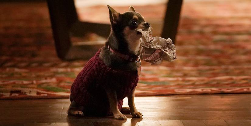 Betty the small dog on the floor with something in her mouth in Will Trent.