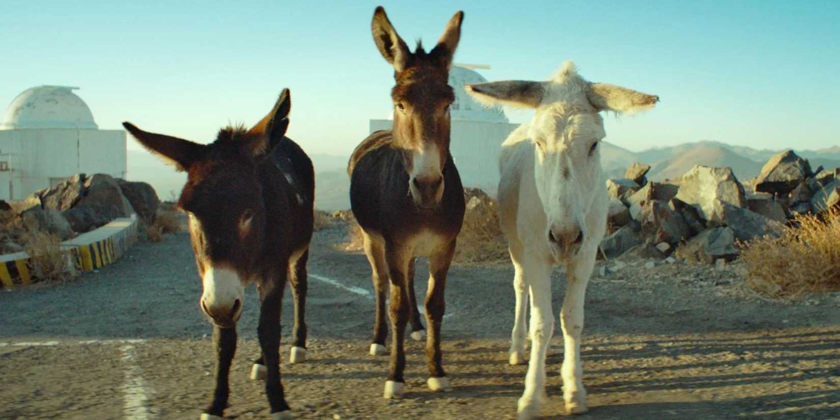 Three donkeys on a highway in Perfectly a Strangeness