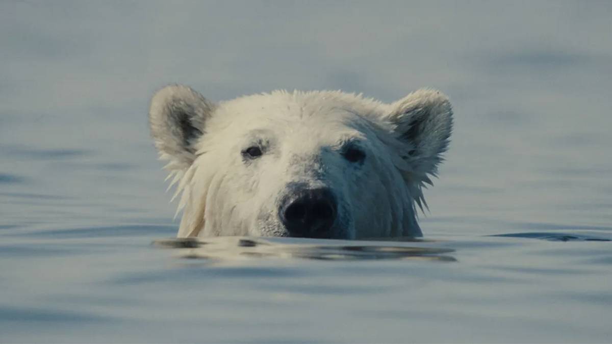 'Nuisance Bear' Review: In Case You Forgot, Climate Change Sucks