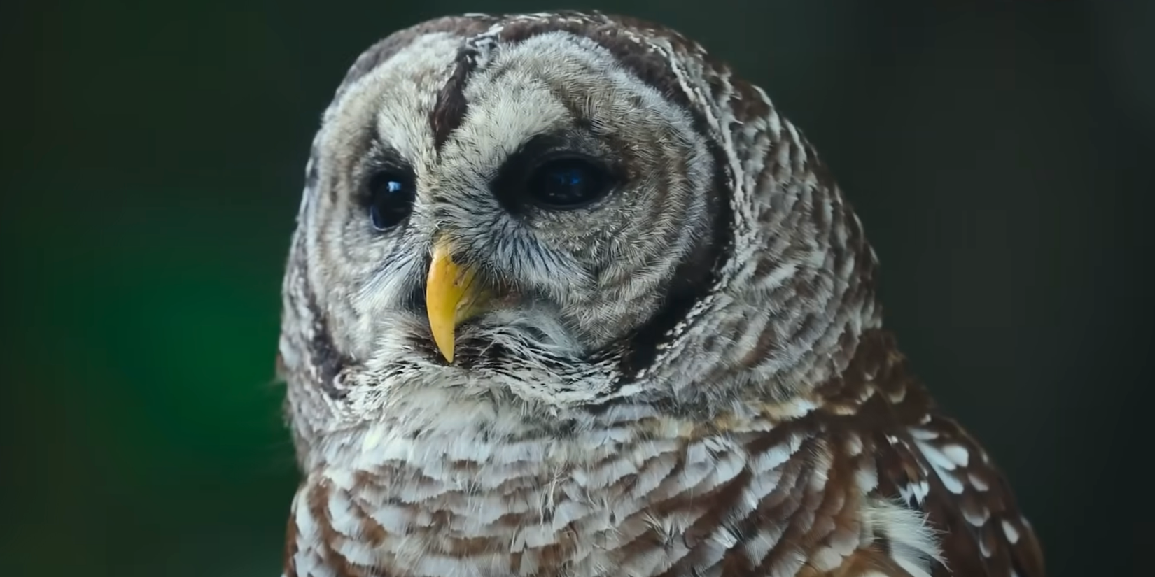 An owl in Nightmares of Nature