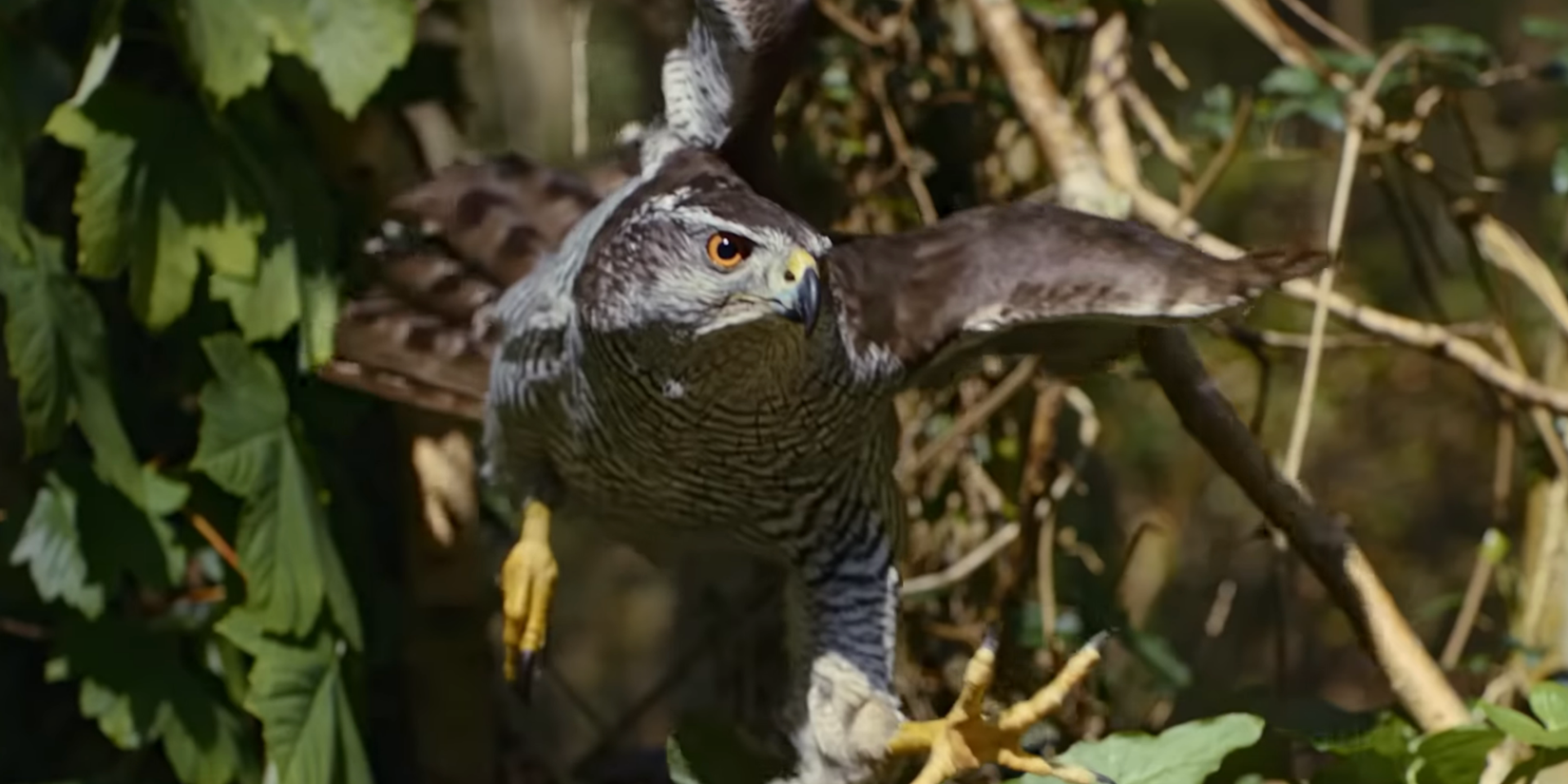 Scene from Nightmares of Nature on Netflix
