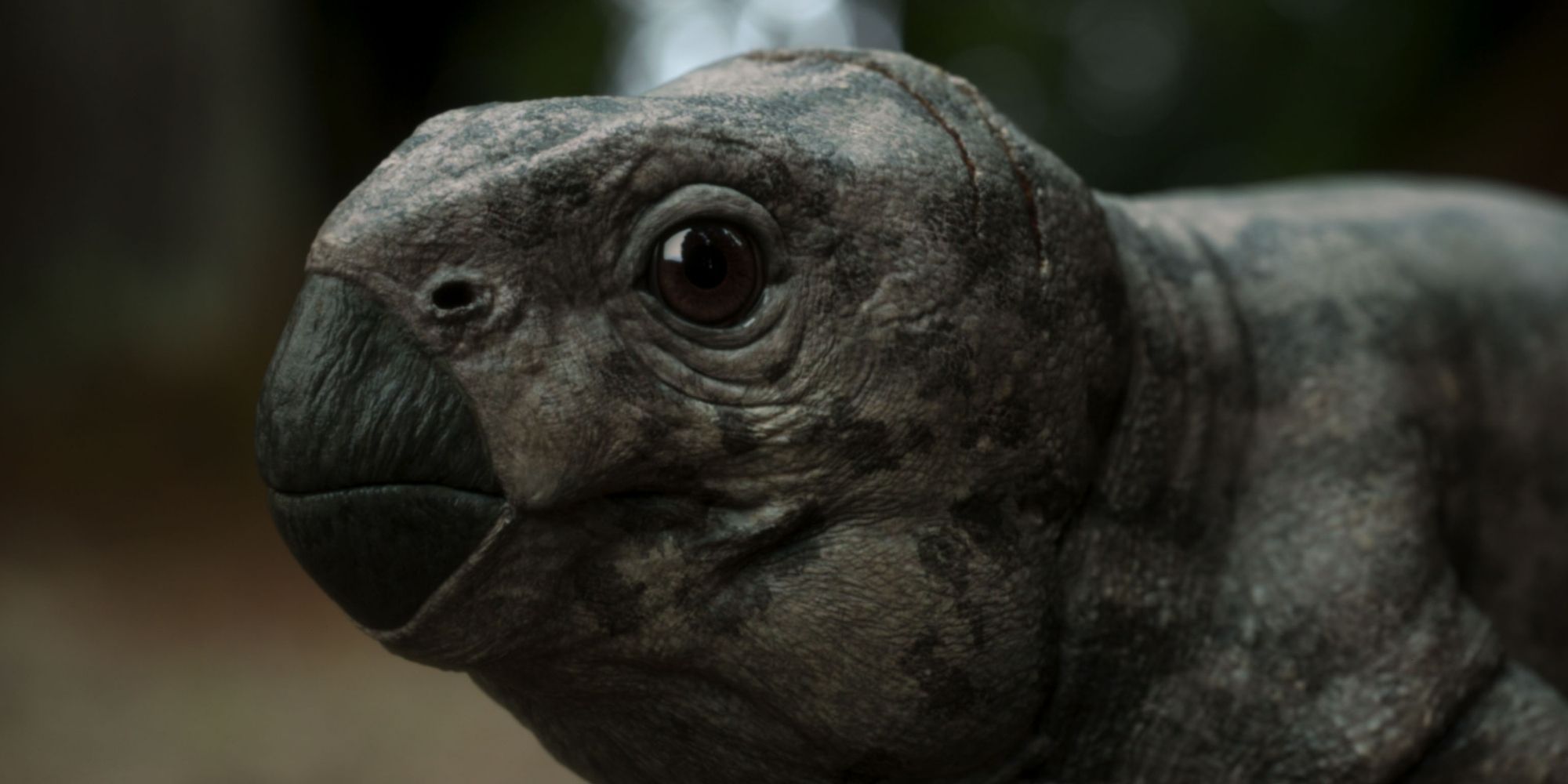 After Netflix's 'The Dinosaurs,' NBC's New Must-Watch Prehistoric Disaster Series Gets Epic First Look [Exclusive]