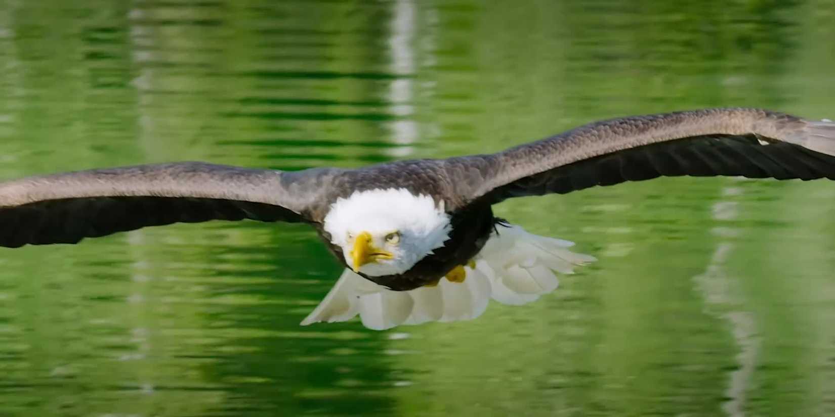 Bald eagle flying over water in 'Animal' (2021)
