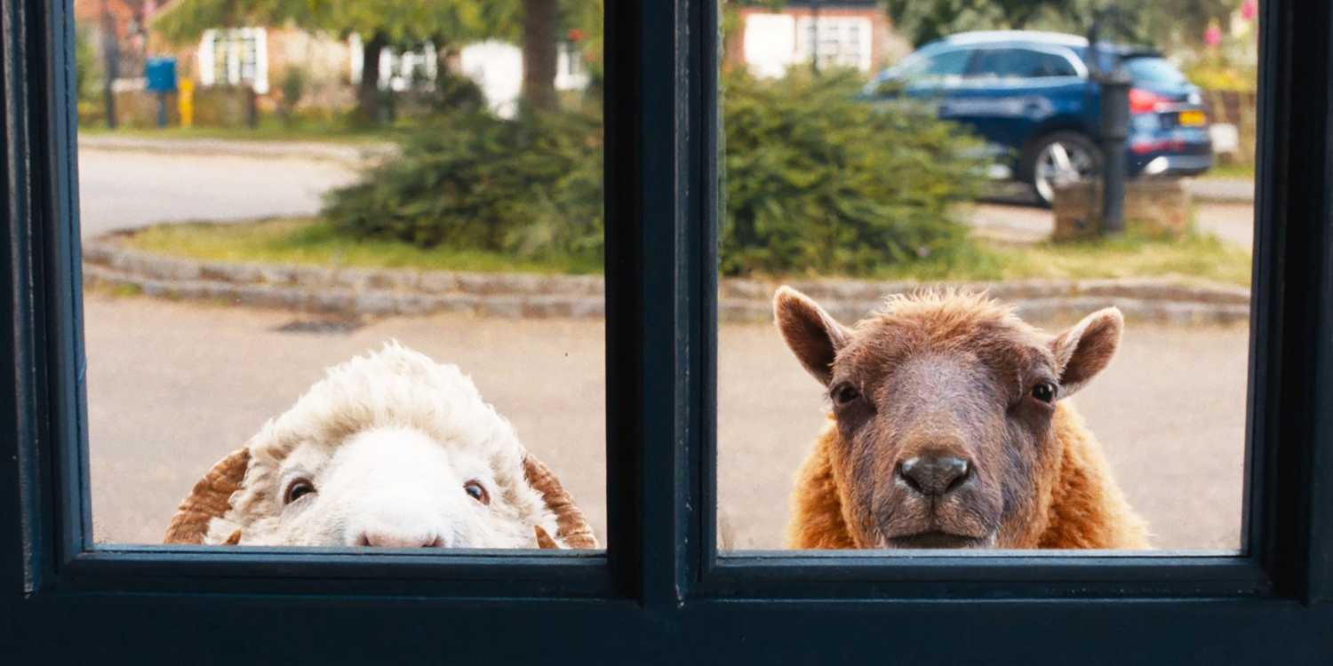 sheep-detectives-03
