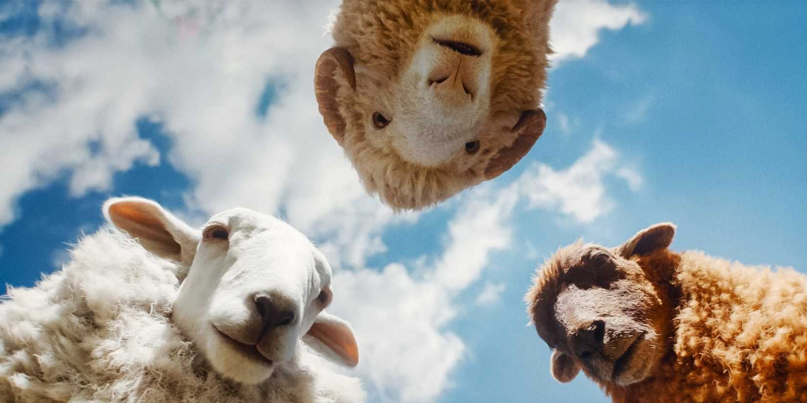 sheep-detectives-07