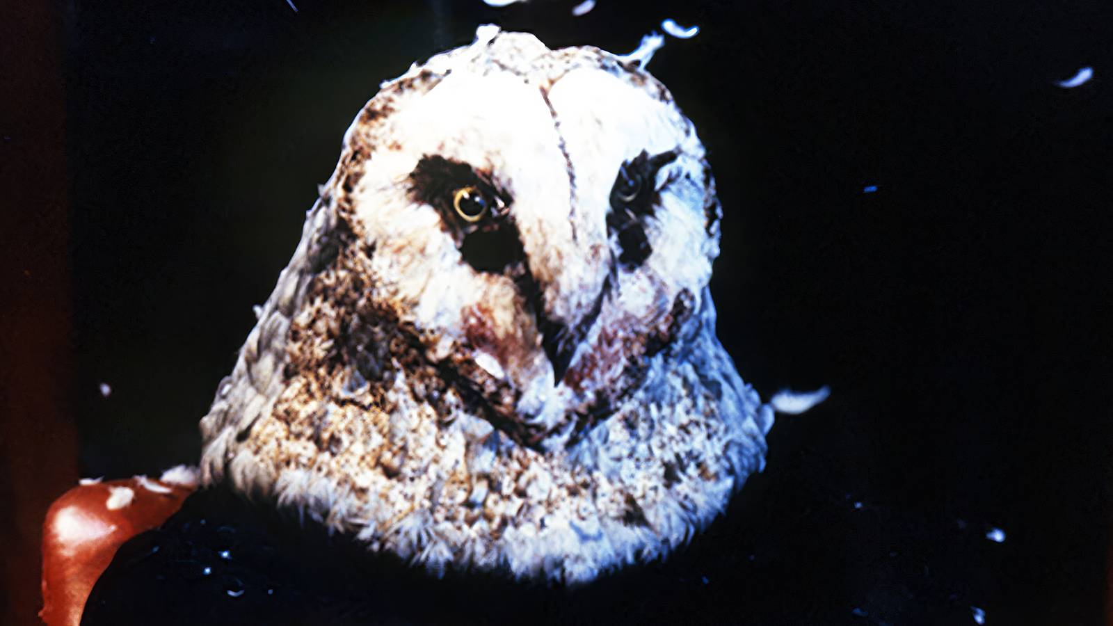 10 Forgotten Slasher Movies That Are Actually Amazing