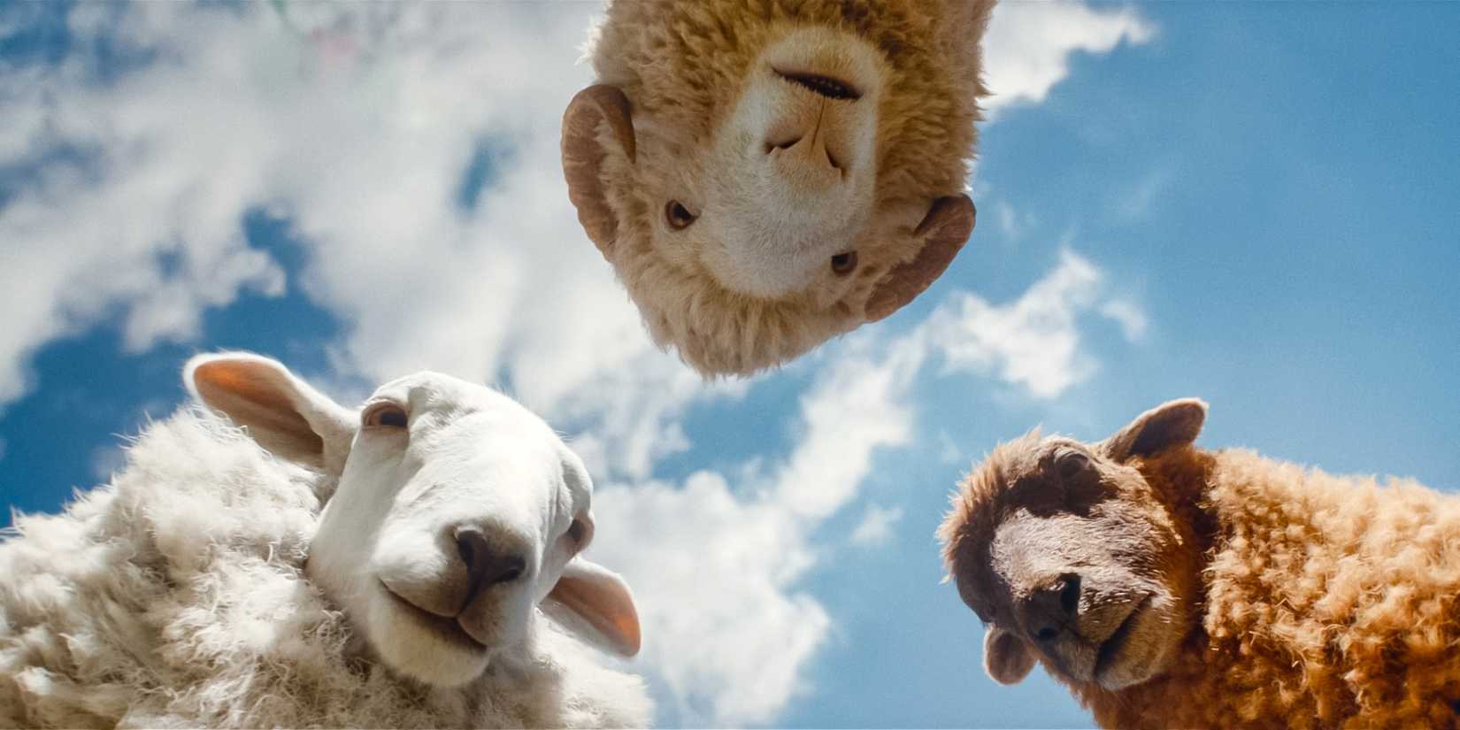 Three sheep standing in a triangle formation and looking down over the camera in The Sheep Detectives