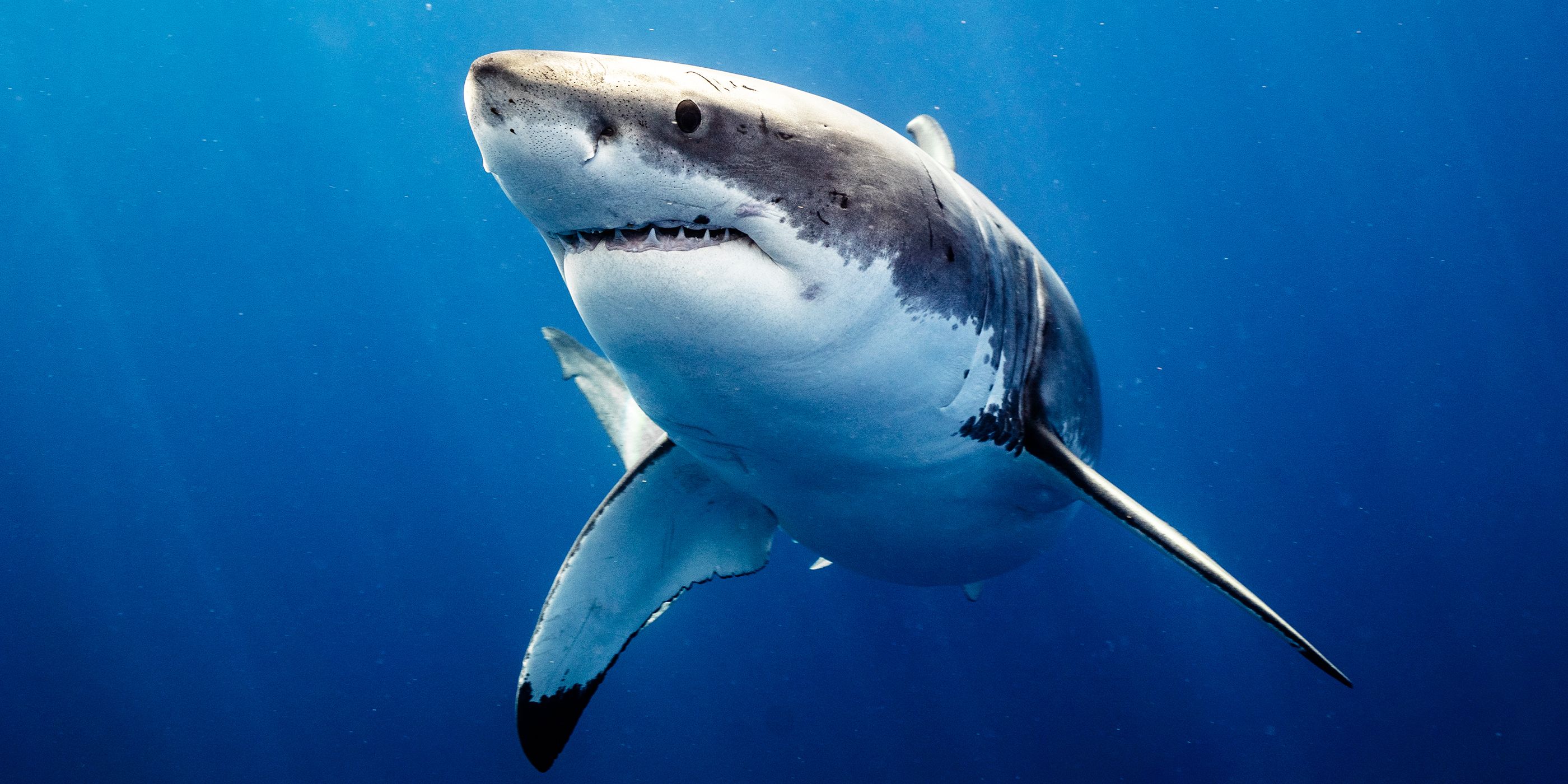 Shark Week 2026 kicks off July 26 with 20 new releases on Discovery Channel