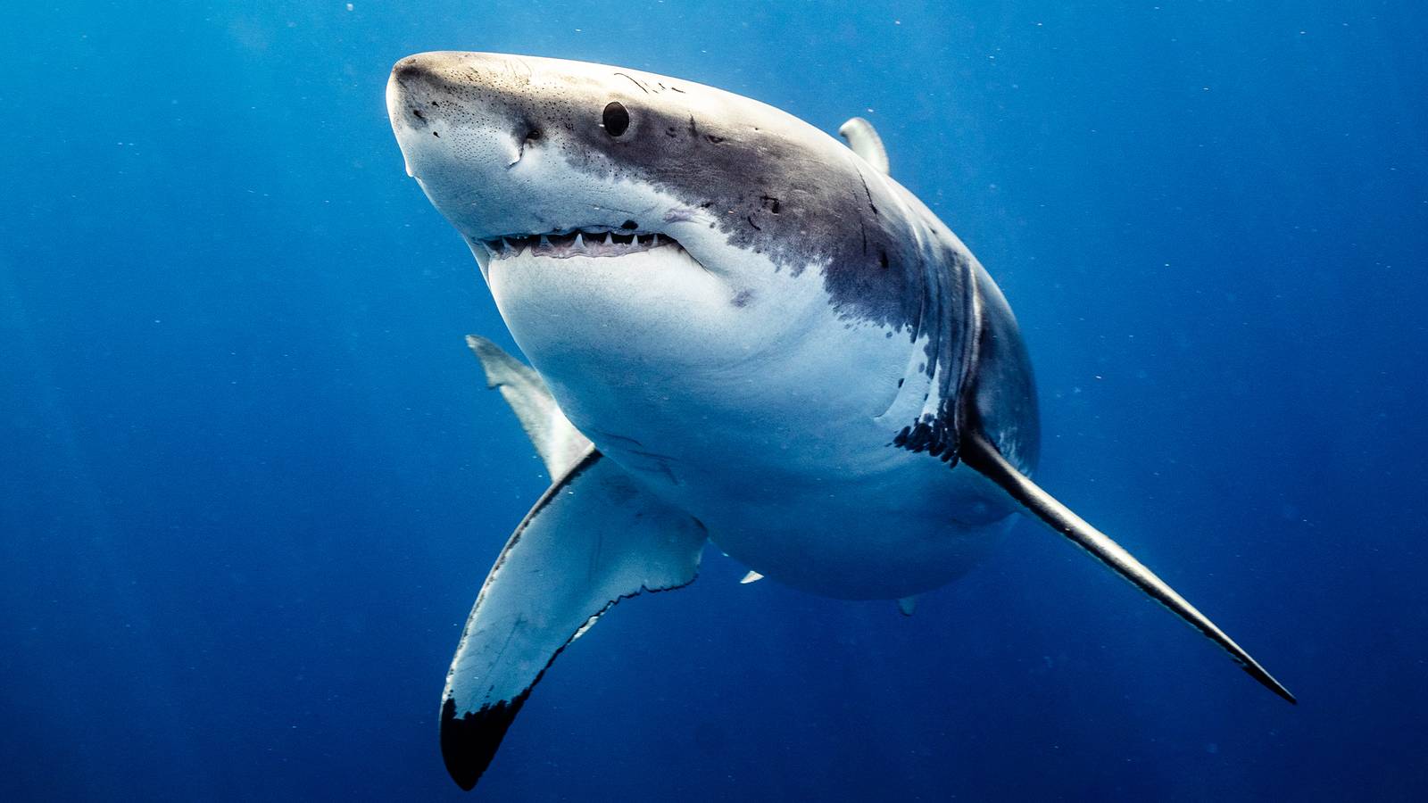 Shark Week Officially Reveals First Look at 20 New Releases [Exclusive]