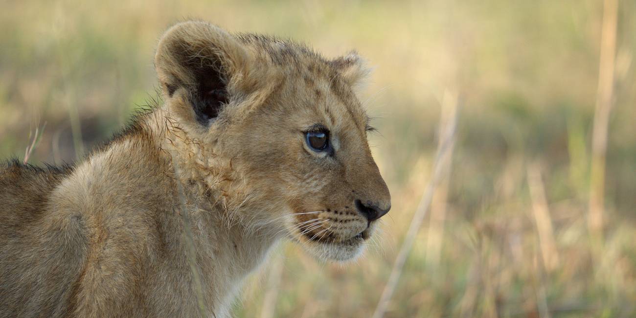 Kio as a cub in National Geographic's Lion