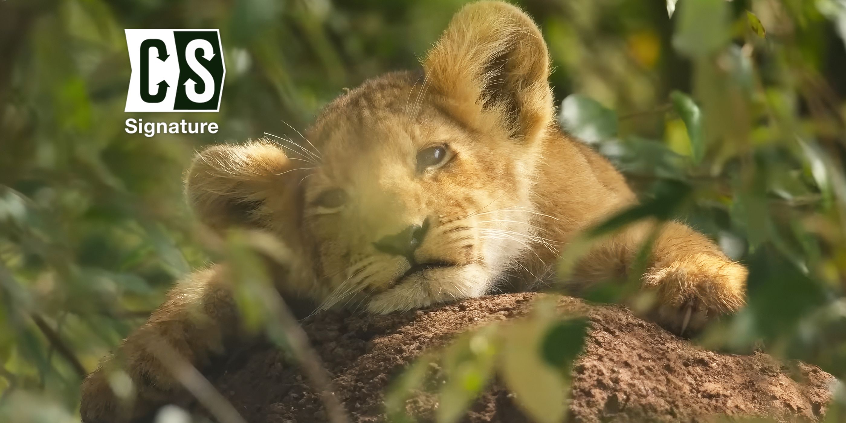 Jon Favreau Just Did Something That Has Never Been Done Before for Nat Geo's 'Lion'