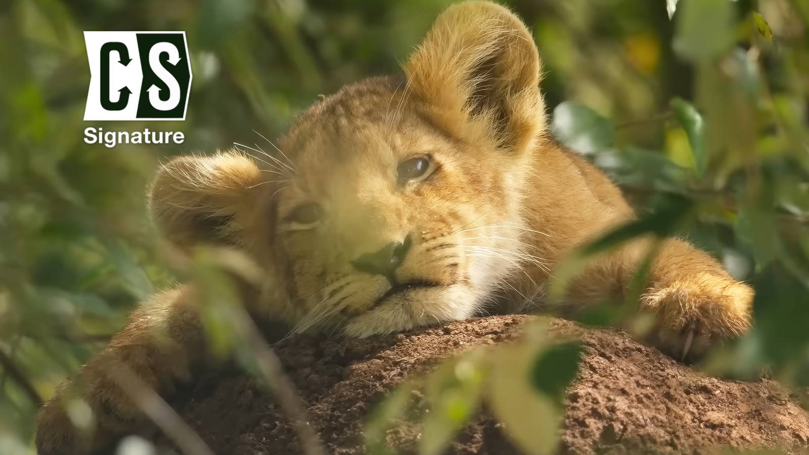 Jon Favreau Achieves Unprecedented Feat for Nat Geo's 'Lion' Project