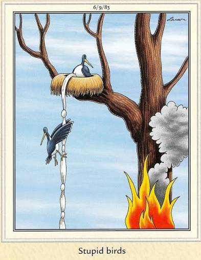 Stupid birds
