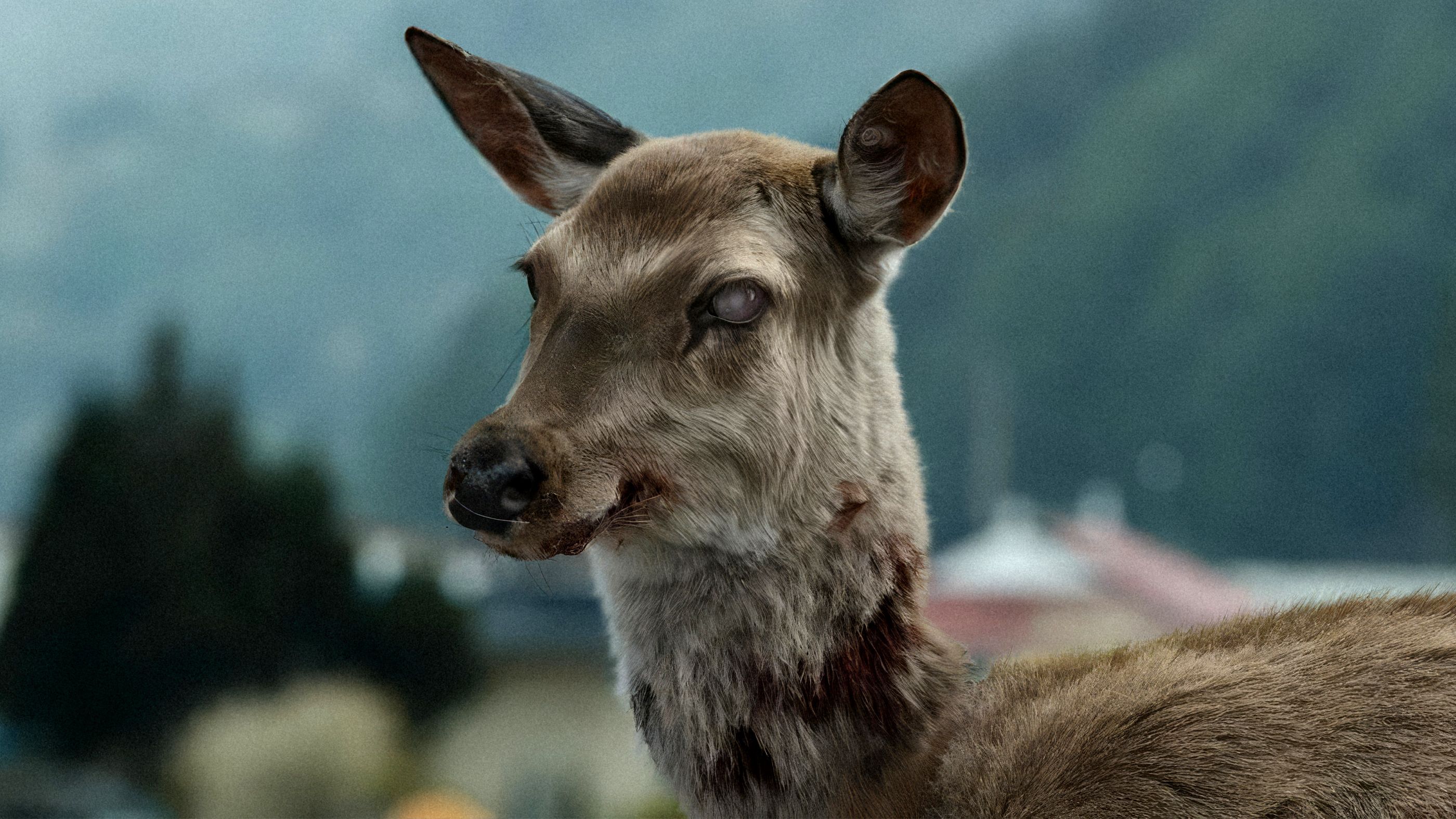 Near-Perfect Zombie Classic Officially Rises From the Dead on Streaming