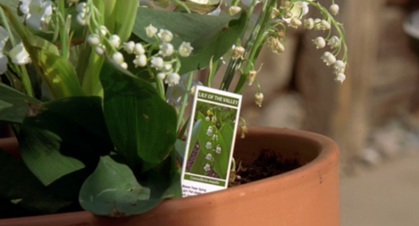 breaking-bad-lily-of-the-valley