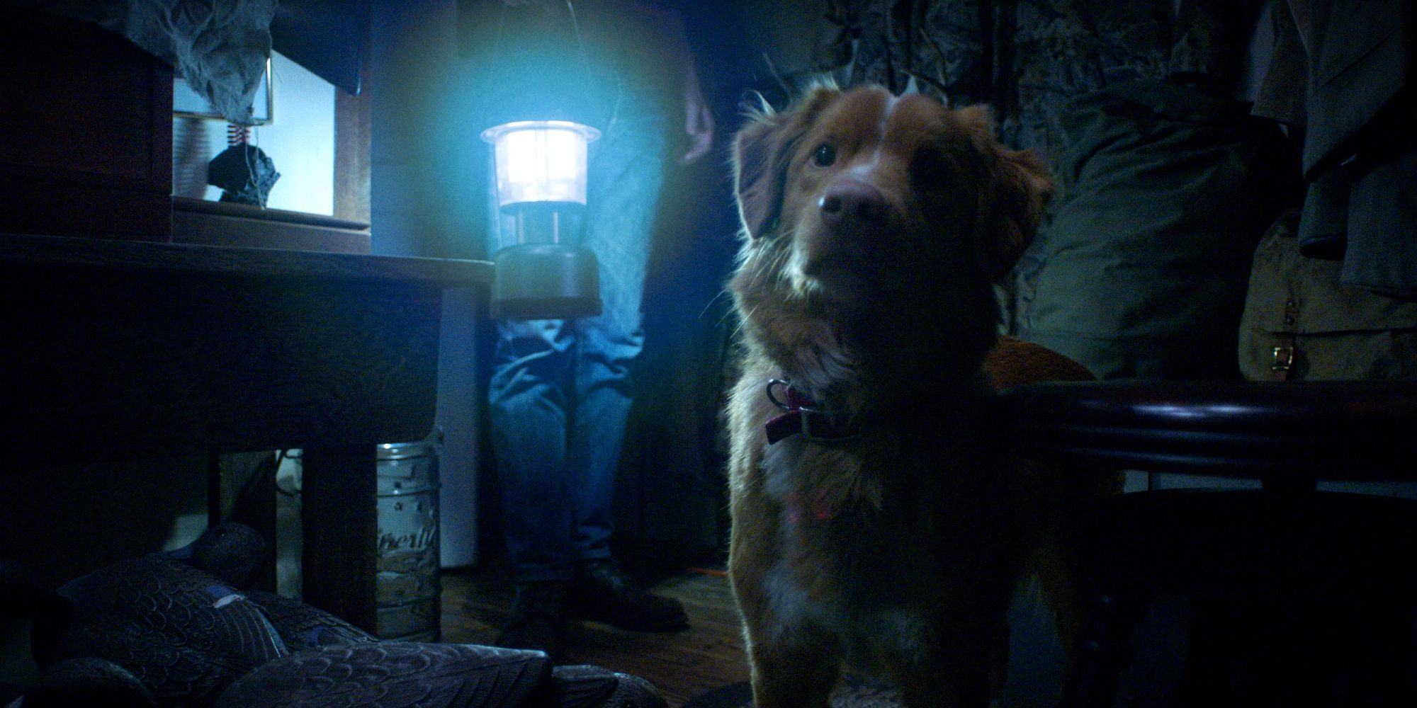 Good Boy Review This Canine Led Horror Movie Lives Up To Its Name