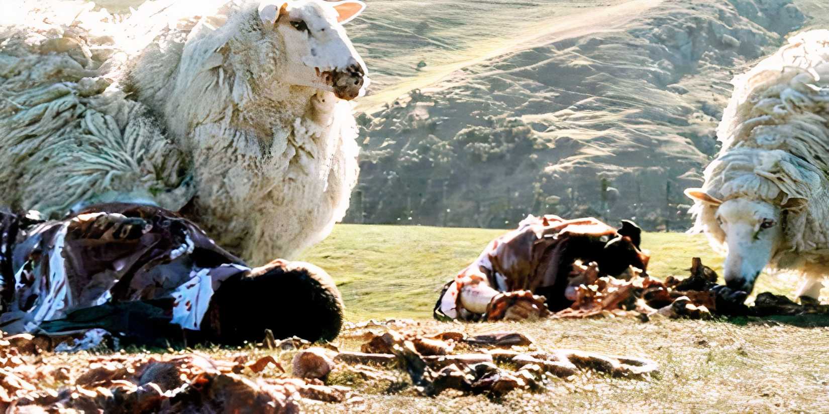 black sheep horror comedy movie, with sheep eating-body
