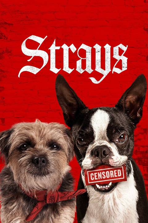 Where to Stream 'Strays'