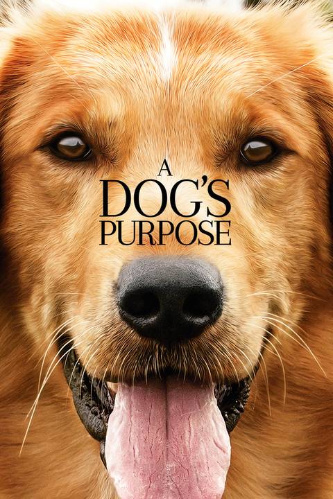 10 Best Dog Movies, Ranked